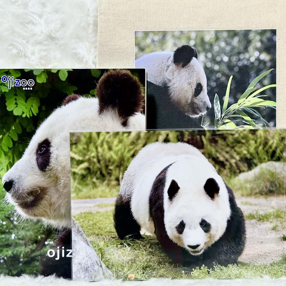 Amazon.co.jp: 王子動物園タンタン ポストカード（）＆2024年